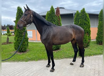 KWPN, Caballo castrado, 5 años, 173 cm, Castaño oscuro