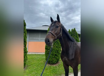 KWPN, Caballo castrado, 5 años, 173 cm, Castaño oscuro