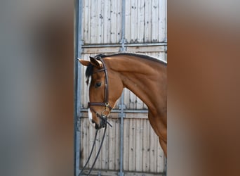KWPN, Caballo castrado, 5 años, 174 cm, Castaño