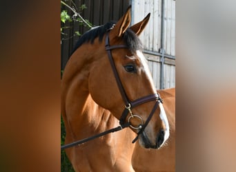 KWPN, Caballo castrado, 5 años, 174 cm, Castaño