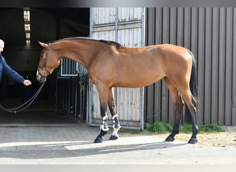 KWPN, Caballo castrado, 5 años, 174 cm, Castaño