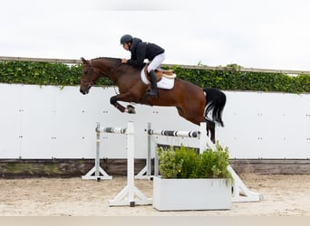 KWPN, Caballo castrado, 5 años, 174 cm, Castaño