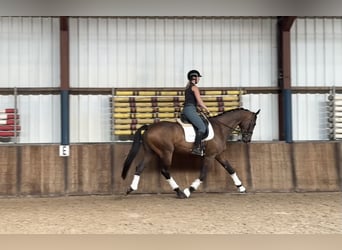 KWPN, Caballo castrado, 5 años, 174 cm, Castaño oscuro