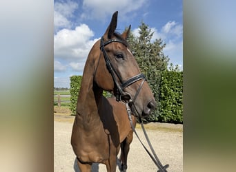 KWPN, Caballo castrado, 5 años, 174 cm, Castaño oscuro