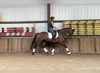 KWPN, Caballo castrado, 5 años, 174 cm, Castaño oscuro