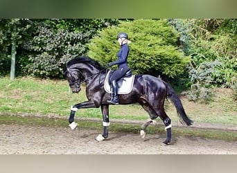 KWPN, Caballo castrado, 5 años, 174 cm, Morcillo