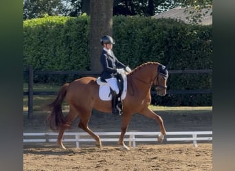 KWPN, Caballo castrado, 5 años, 175 cm, Alazán