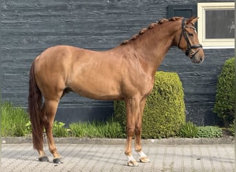 KWPN, Caballo castrado, 5 años, 175 cm, Alazán