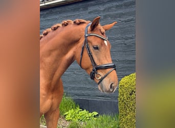 KWPN, Caballo castrado, 5 años, 175 cm, Alazán