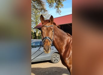 KWPN, Caballo castrado, 5 años, 175 cm, Alazán-tostado