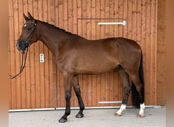 KWPN, Caballo castrado, 5 años, 175 cm, Castaño