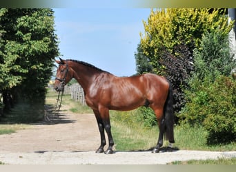 KWPN, Caballo castrado, 5 años, 175 cm, Castaño