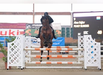 KWPN, Caballo castrado, 5 años, 175 cm, Castaño