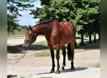 KWPN, Caballo castrado, 5 años, 175 cm, Castaño