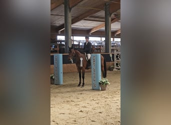 KWPN, Caballo castrado, 5 años, 175 cm, Castaño