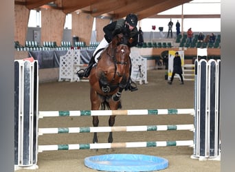 KWPN, Caballo castrado, 5 años, 175 cm, Castaño