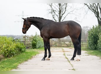 KWPN, Caballo castrado, 5 años, 175 cm, Castaño oscuro