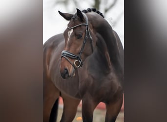 KWPN, Caballo castrado, 5 años, 175 cm, Castaño oscuro