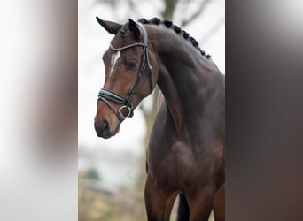 KWPN, Caballo castrado, 5 años, 175 cm, Castaño oscuro