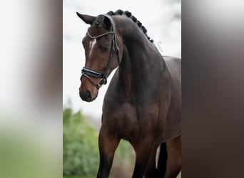 KWPN, Caballo castrado, 5 años, 175 cm, Castaño oscuro