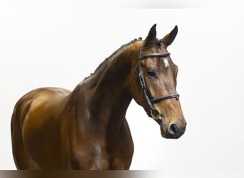 KWPN, Caballo castrado, 5 años, 175 cm, Castaño oscuro