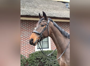 KWPN Mestizo, Caballo castrado, 5 años, 176 cm, Castaño