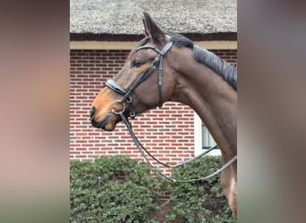 KWPN Mestizo, Caballo castrado, 5 años, 176 cm, Castaño