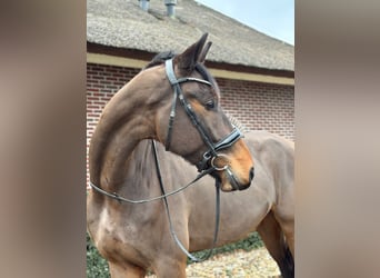 KWPN Mestizo, Caballo castrado, 5 años, 176 cm, Castaño