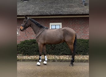 KWPN Mestizo, Caballo castrado, 5 años, 176 cm, Castaño