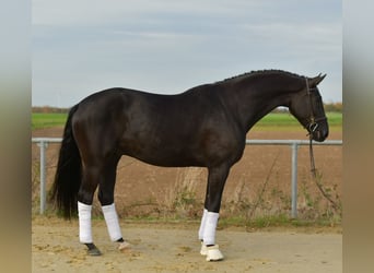 KWPN, Caballo castrado, 5 años, 176 cm, Negro