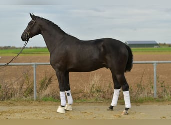 KWPN, Caballo castrado, 5 años, 176 cm, Negro