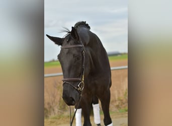 KWPN, Caballo castrado, 5 años, 176 cm, Negro