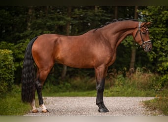 KWPN, Caballo castrado, 5 años, 177 cm, Castaño