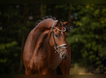 KWPN, Caballo castrado, 5 años, 177 cm, Castaño