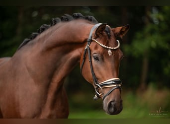 KWPN, Caballo castrado, 5 años, 177 cm, Castaño