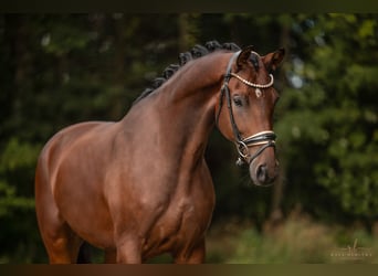 KWPN, Caballo castrado, 5 años, 177 cm, Castaño