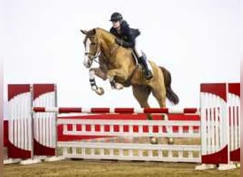 KWPN, Caballo castrado, 5 años, 178 cm, Alazán