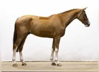 KWPN, Caballo castrado, 5 años, 178 cm, Alazán