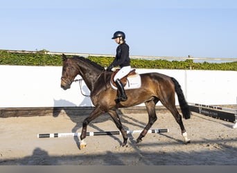 KWPN, Caballo castrado, 5 años, 178 cm