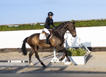 KWPN, Caballo castrado, 5 años, 178 cm