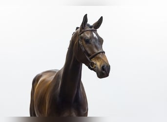KWPN, Caballo castrado, 5 años, 178 cm