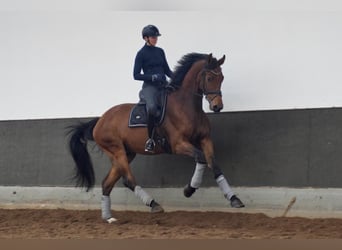 KWPN, Caballo castrado, 5 años, 178 cm, Castaño