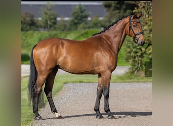 KWPN, Caballo castrado, 5 años, 178 cm, Castaño