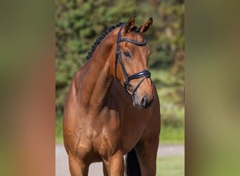 KWPN, Caballo castrado, 5 años, 178 cm, Castaño