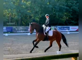 KWPN, Caballo castrado, 5 años, 178 cm, Castaño