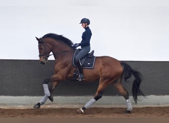 KWPN, Caballo castrado, 5 años, 178 cm, Castaño