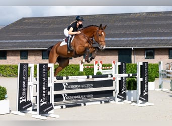 KWPN, Caballo castrado, 5 años, 178 cm, Castaño