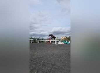 KWPN, Caballo castrado, 5 años, 180 cm, Castaño oscuro