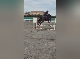 KWPN, Caballo castrado, 5 años, 180 cm, Castaño oscuro