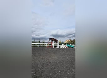 KWPN, Caballo castrado, 5 años, 180 cm, Castaño oscuro